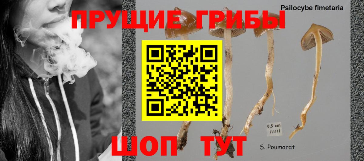 Псилоцибиновые грибы GOLDEN TEACHER  Вход с VPN  Йошкар-Ола 